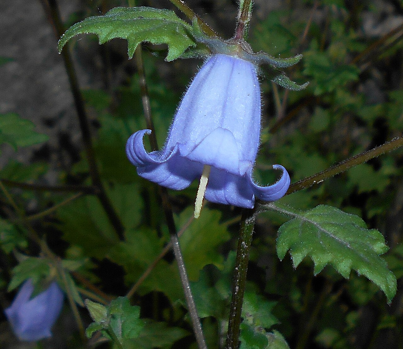 Campanula armena: Zrostka armeńska ( Symphyandra armena , syn. Campanula armena ), Ogród Botaniczny UMCS, Lublin, Polska.