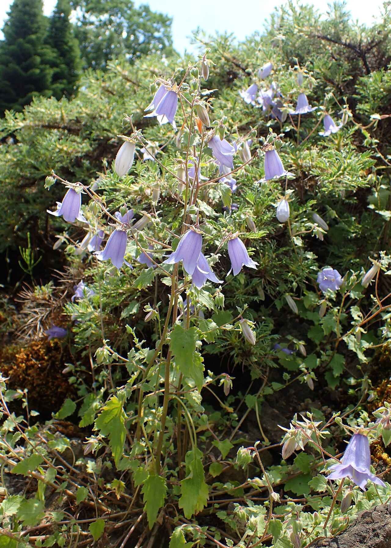 Campanula armena: Campanula armena in the Botanischer Garten, Berlin-Dahlem