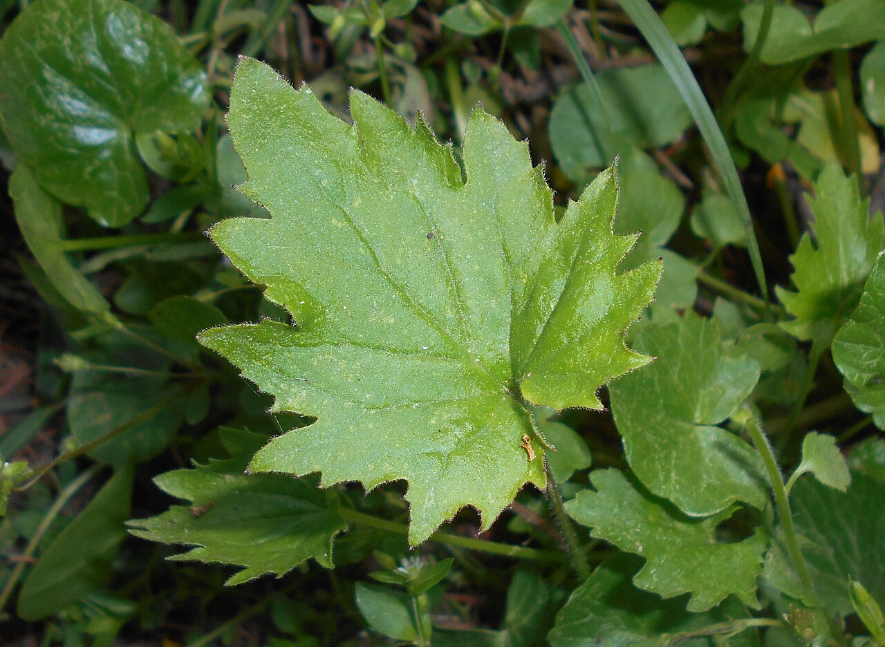 Campanula armena: Zrostka armeńska ( Symphyandra armena ), Ogród Botaniczny UMCS w Lublinie