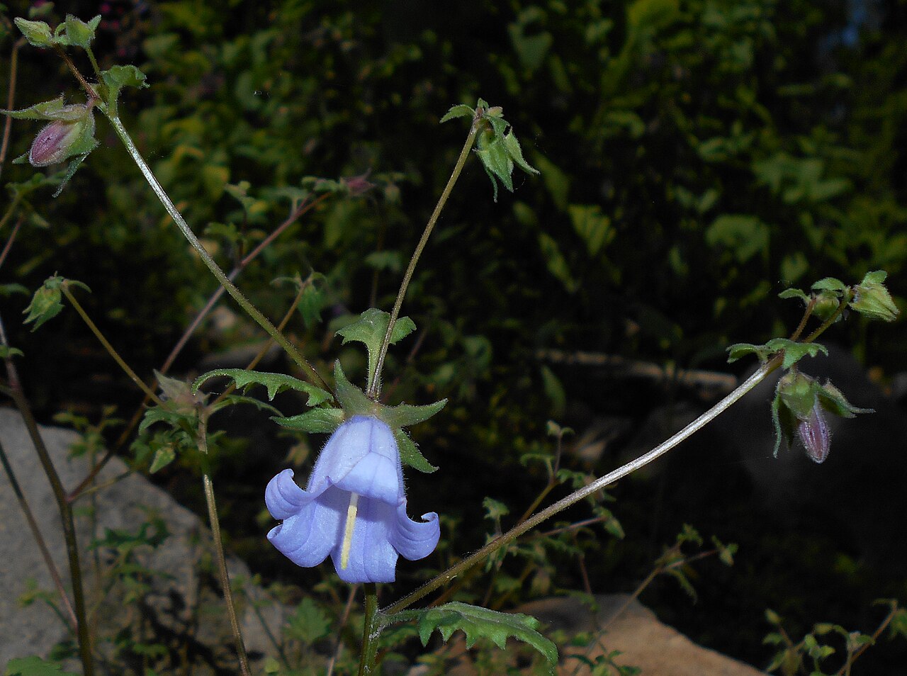Campanula armena: Zrostka armeńska ( Symphyandra armena , syn. Campanula armena ), Ogród Botaniczny UMCS, Lublin, Polska.