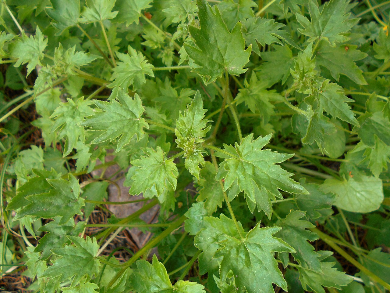 Campanula armena: Zrostka armeńska ( Symphyandra armena ), Ogród Botaniczny UMCS w Lublinie.
