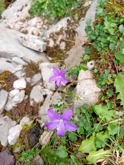Campanula arvatica (Campanula arvatica)
