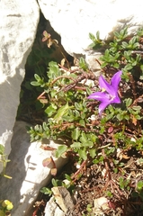 Campanula arvatica (Campanula arvatica)