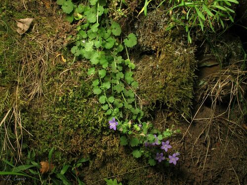 Campanula arvatica (Campanula arvatica)