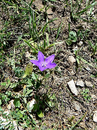 Campanula arvatica: Campanula arvatica, Picos de Europa, Spain