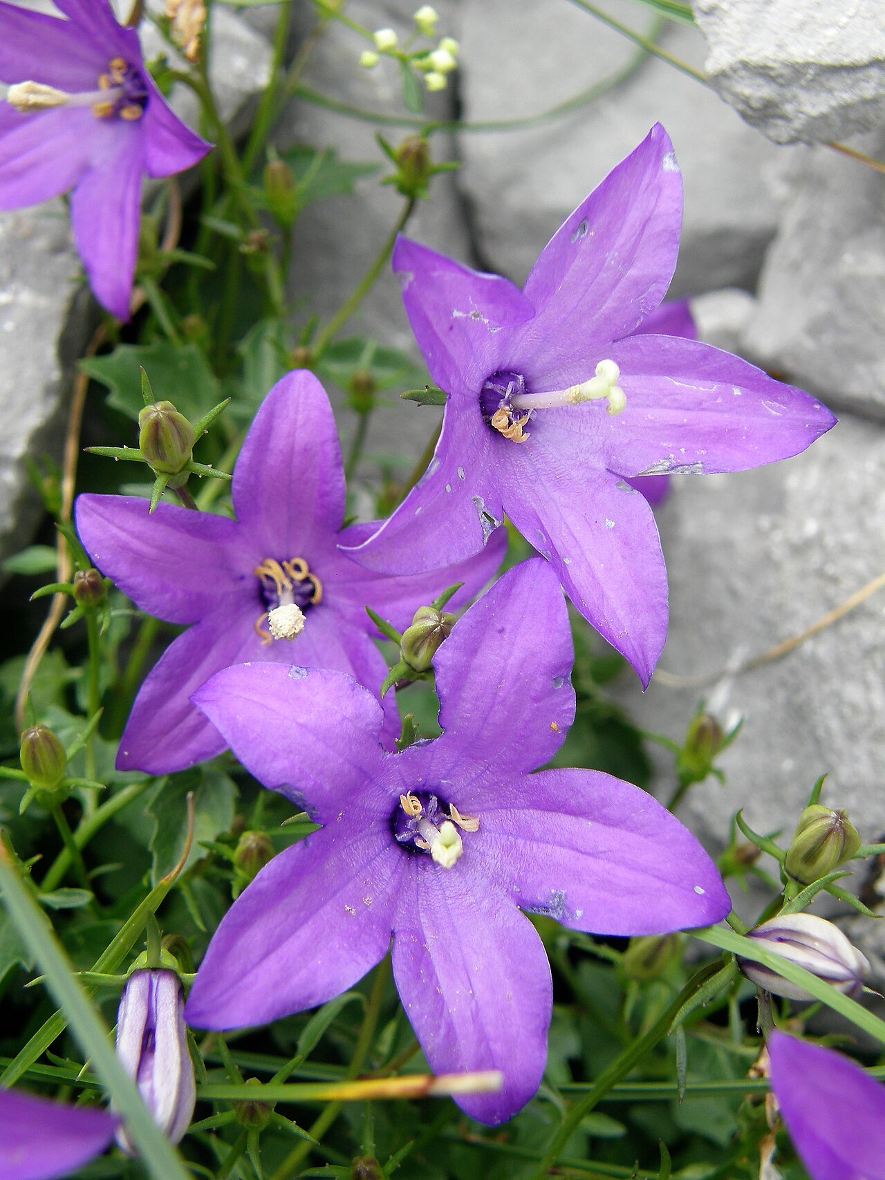 Campanula arvatica: Campanula arvatica. Campanula d'Arbás.