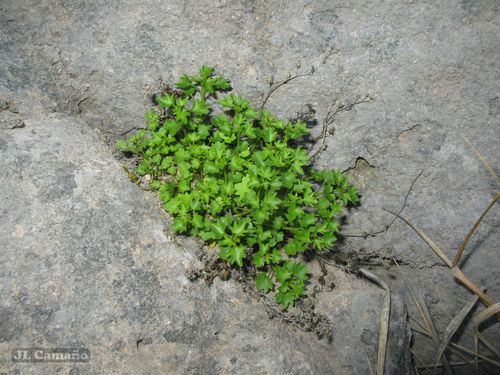 Campanula arvatica (Campanula arvatica)