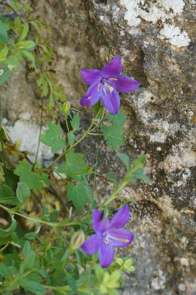 Campanula arvatica (Campanula arvatica)