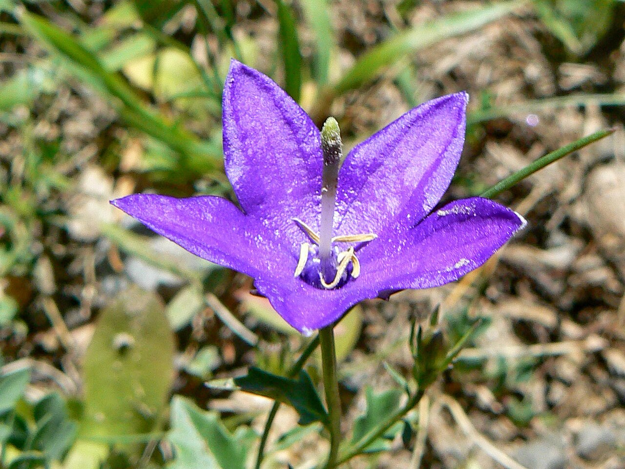 Campanula arvatica: Campanula arvatica, Picos de Europa, Spain. Detail of flower.
