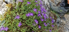 Campanula arvatica (Campanula arvatica)