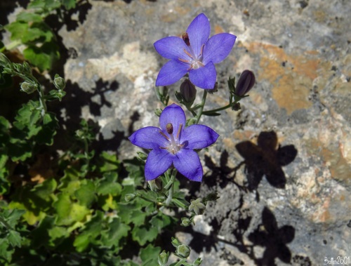 Campanula arvatica (Campanula arvatica)