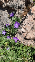 Campanula arvatica (Campanula arvatica)