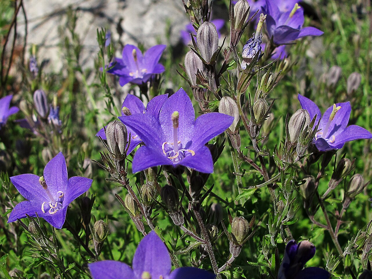 Campanula arvatica: Campanula arvatica subsp. adsurgens, una de las joyas botánicas del NE ibérico, que conserva aún interesantes poblaciones en O Courel un paraíso verde con la fl