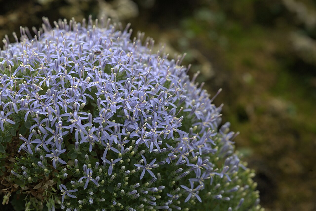 Campanula asperuloides: Trachelium asperuloides in Gothenburg Botanical Garden 2015. Plant id: 1984-0644 p W.