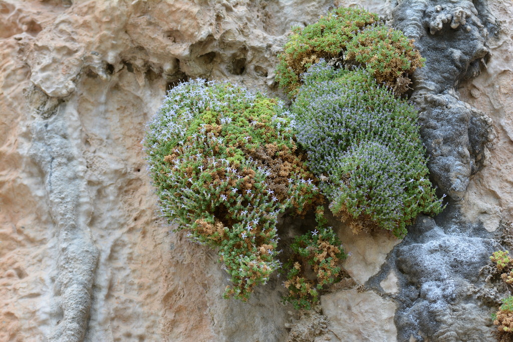 Campanula asperuloides (Campanula asperuloides)