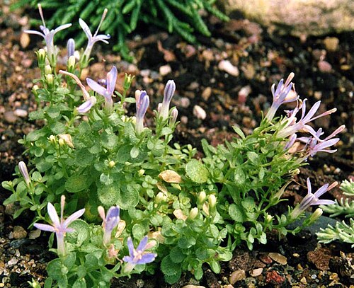 Campanula asperuloides: Campanula asperuloides