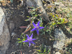 Yukon bellflower (Campanula aurita)