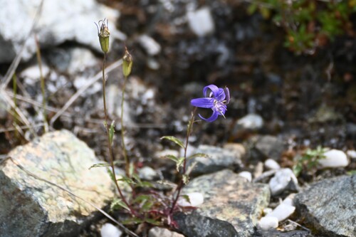 Yukon bellflower (Campanula aurita)