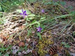 Yukon bellflower (Campanula aurita)