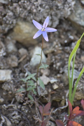 Yukon bellflower (Campanula aurita)
