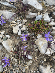 Yukon bellflower (Campanula aurita)