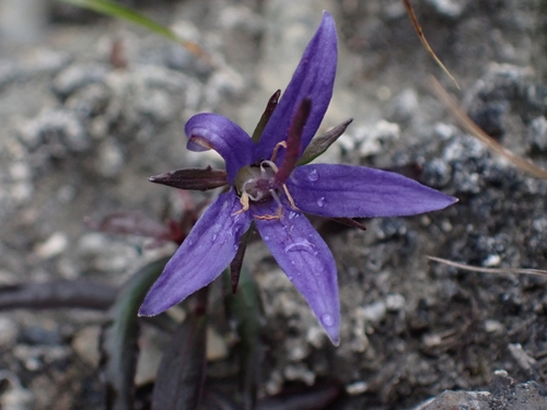 Yukon bellflower (Campanula aurita)