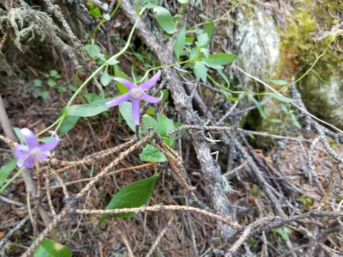 Yukon bellflower (Campanula aurita)