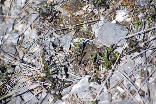 Yukon bellflower (Campanula aurita)