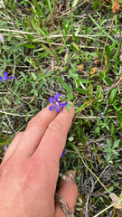 Yukon bellflower (Campanula aurita)