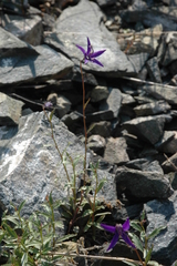 Yukon bellflower (Campanula aurita)