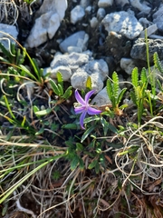 Yukon bellflower (Campanula aurita)
