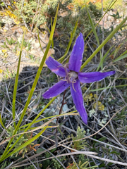 Yukon bellflower (Campanula aurita)