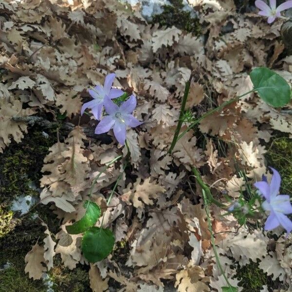 Campanula austroadriatica (Campanula austroadriatica)
