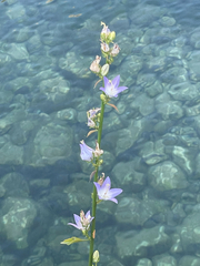 Campanula austroadriatica (Campanula austroadriatica)