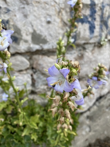 Campanula austroadriatica (Campanula austroadriatica)