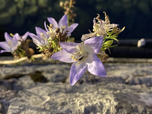 Campanula austroadriatica (Campanula austroadriatica)