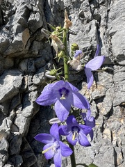 Campanula austroadriatica (Campanula austroadriatica)