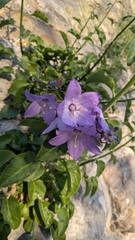 Campanula austroadriatica (Campanula austroadriatica)