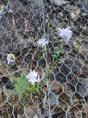 Campanula austroadriatica (Campanula austroadriatica)