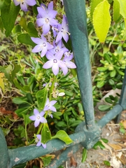 Campanula austroadriatica (Campanula austroadriatica)