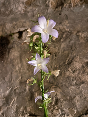 Campanula austroadriatica (Campanula austroadriatica)