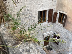 Campanula austroadriatica (Campanula austroadriatica)