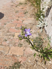 Campanula austroadriatica (Campanula austroadriatica)