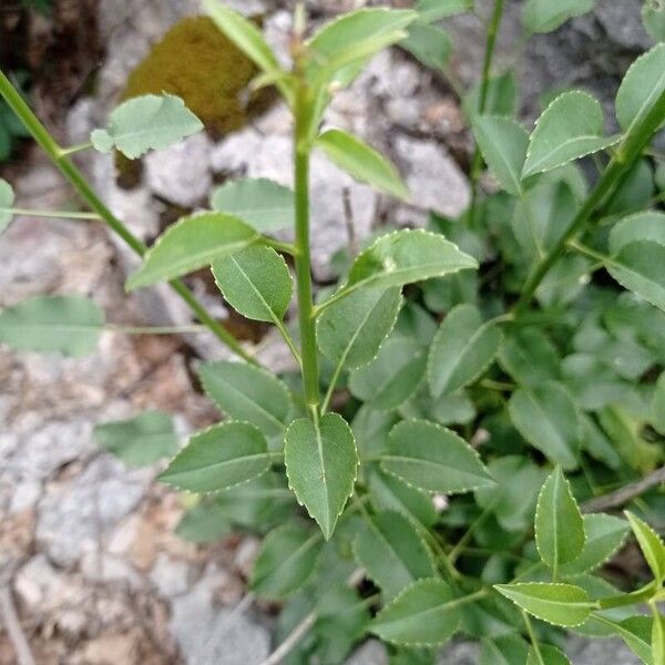 Campanula austroadriatica (Campanula austroadriatica)