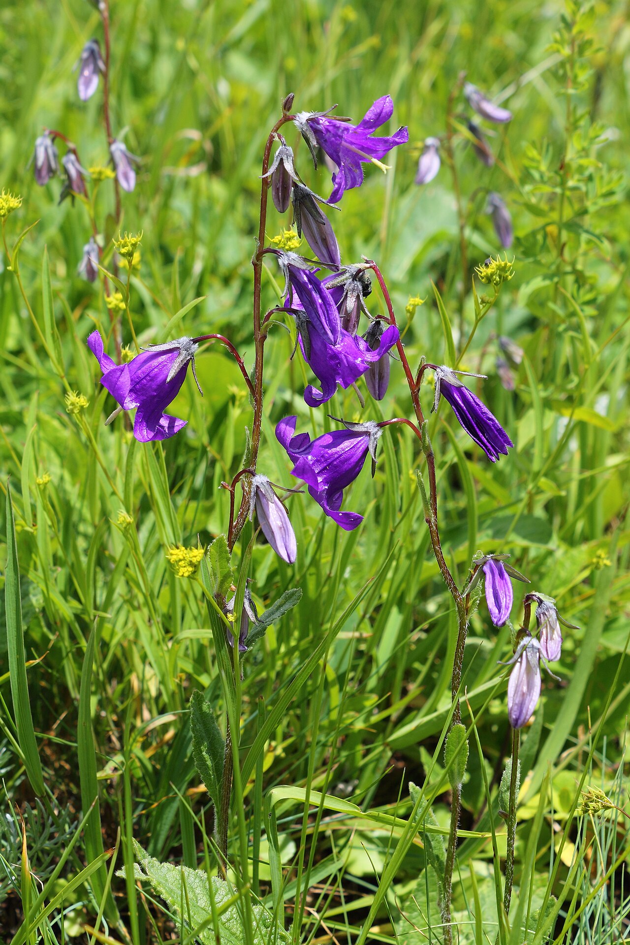 Autran's campanula: Campanula autraniana is a species of bellflower. It is endemic to the Russian Federation. It was included in the Red Data Books of Krasnodar Kray (2007) and the