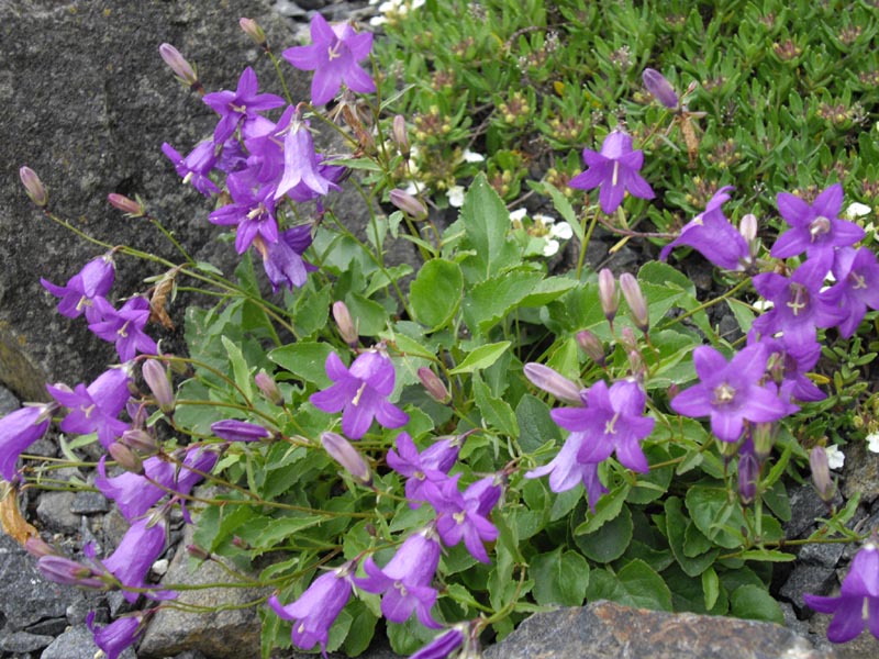 Autran's campanula: Campanula autraniana