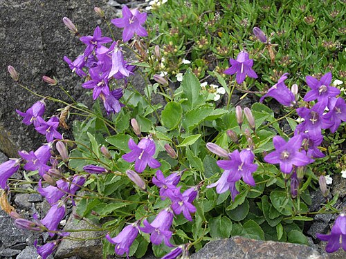 Autran's campanula: Campanula autraniana