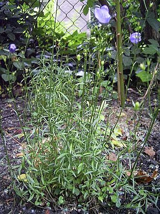 Campanula baumgartenii (Campanula baumgartenii)