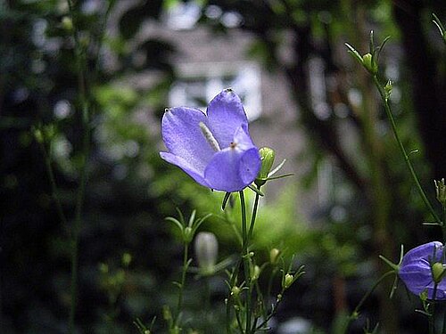 Campanula baumgartenii (Campanula baumgartenii)