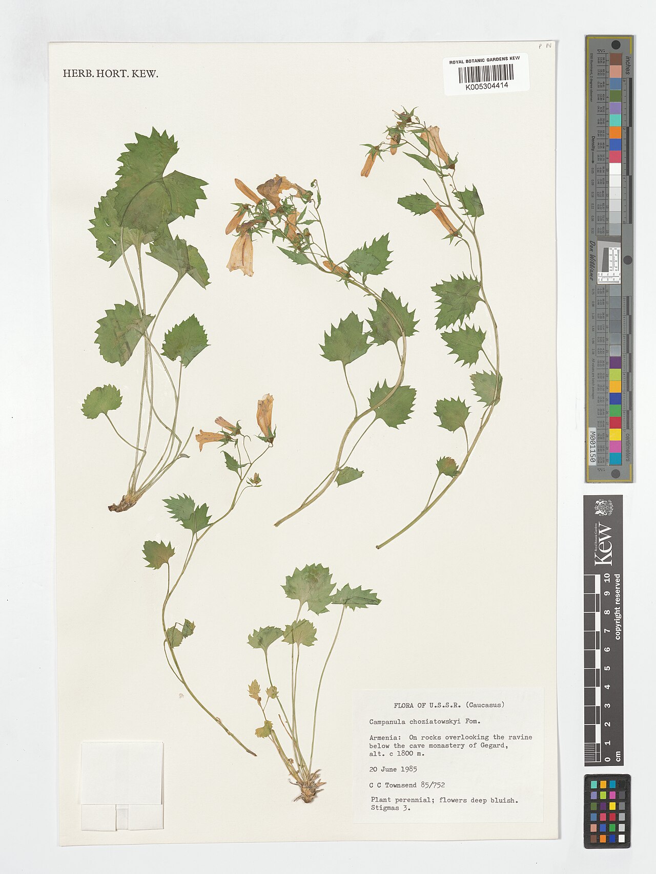 Campanula bayerniana: Campanula bayerniana — Herbarium specimen from (Caucasus); On rocks overlooking the ravine below the cave monastery of Gegard, Armenia. Collected by Townsend, C